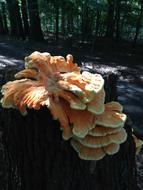 Tree Fungus Nature Close Up