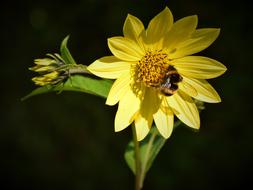 Bee Blossom Bloom Close