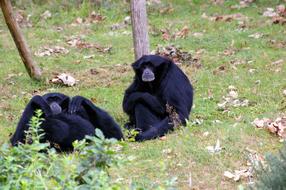 two black monkeys are relaxing in the zoo