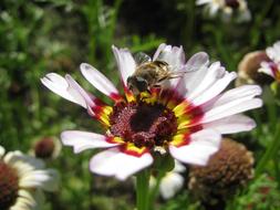 closeup photo of incredible bee Pollinator Insect on Flower