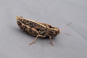 Grasshopper Insect brown