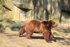 Brown Bear in Zoo