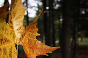 closeup view of Autumn Dried Leaves