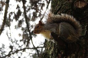 delightful Squirrel on Tree