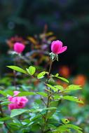 Rosa Flower Spring