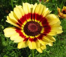 Flower Yellow Summer
