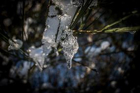 frozen drop of water on a branch