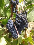 ripe grapes in the garden on the wall