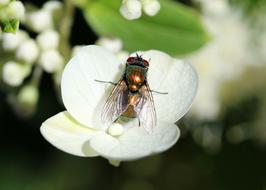 Fly Insect Bug in garden