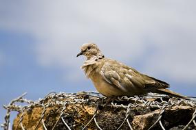 a wild pigeon sits on a stone, covered with wire