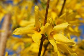 Forsythia yellow Flowers