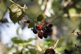 berries on tree branch