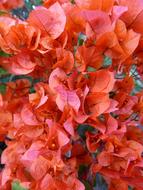 bright red bougainvilleas petals