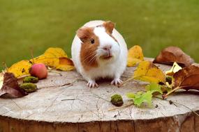 incredible Guinea Pig Cute