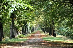 brown leaves on the trail in the park