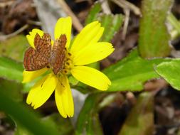 Flower Yellow Butterfly