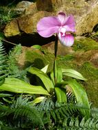 Orchid Flower Blossom
