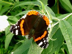 amazing Butterfly Admiral Edelfalter