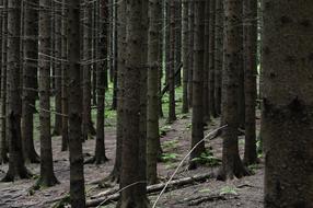 Trees Forest Nature