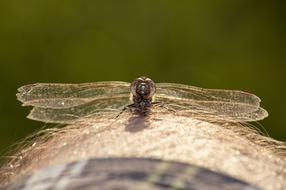 Dragonfly Nature Insect