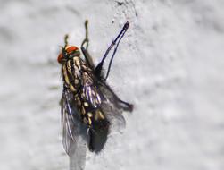 macro photo of a fly on a white stone wall