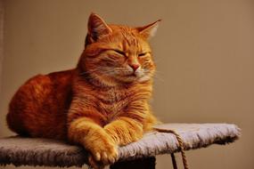 incredible Cat Red Cute