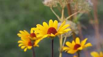 Garden Flower Yellow
