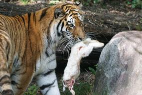 Beautiful and colorful Amur Tiger, with the hare, near the stone, in light