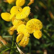 Meadow Flower Plant