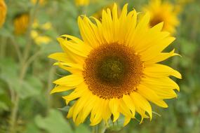 Sunflower Blossom Bloom