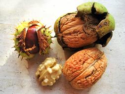 Chestnut Walnuts In The Bowl