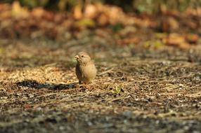 charming Sparrow Bird Nature