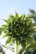 Sunflower Green Flower