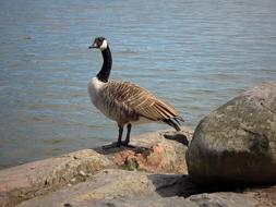 Canada Goose Bird Branta