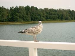 seagull sits on a white railing against the background of the sea