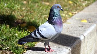 pigeon on the sidewalk on a sunny day