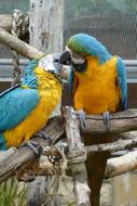 parrots color view landscape