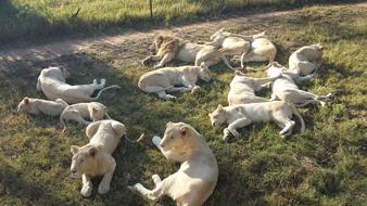 many white lions in the nature of africa