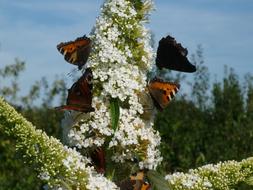 group of Butterflies on white summer lilac