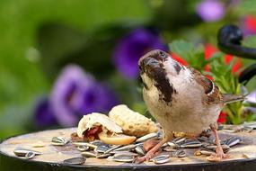 sparrow on a plate with grains