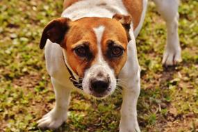 Jack Russell Terrier close-up on blurred background