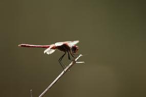 dragonfly on a blade of grass on a blurred background