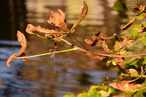 Leaves Autumn In The