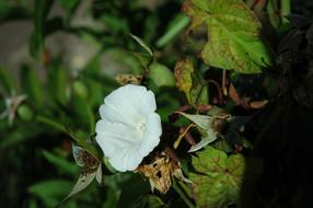 Flower Blossom Bloom