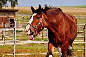 Shire Horse Stick Out
