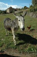Donkey Chicken Animals