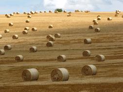 Straw Bale Meadow Summer
