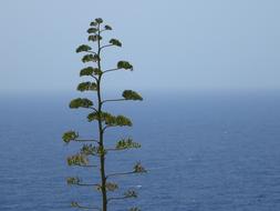 Malta Sea Plant