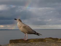 rainbow in the clouds above the seagull on the coast