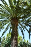 green palm tree on the island